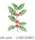 Coffee tree branch with red berries watercolor isolated illustration .Stem coffee plant with green leaves in botanical style. Hand drawn for coffee packaging, menu design, cafe branding and stores. Coffee tree branch with red berries watercolor isolated illustration .Stem coffee plant with green leaves in botanical style. Hand drawn for coffee packaging, menu design, cafe branding and stores. 138510461