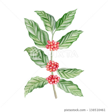 Coffee tree branch with red berries watercolor isolated illustration .Stem coffee plant with green leaves in botanical style. Hand drawn for coffee packaging, menu design, cafe branding and stores. Coffee tree branch with red berries watercolor isolated illustration .Stem coffee plant with green leaves in botanical style. Hand drawn for coffee packaging, menu design, cafe branding and stores. 138510461
