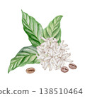 Coffee plant with green leaves white flowers and roasted beans watercolor isolated illustration . Hand drawn in botanical style and soft colors for coffee packaging and natural product branding. Coffee plant with green leaves white flowers and roasted beans watercolor isolated illustration . Hand drawn in botanical style and soft colors for coffee packaging and natural product branding. 138510464
