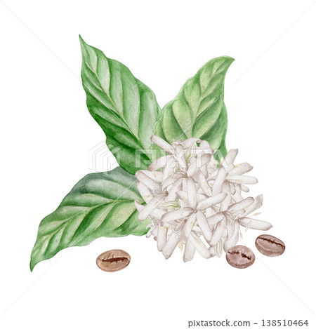 Coffee plant with green leaves white flowers and roasted beans watercolor isolated illustration . Hand drawn in botanical style  and  soft colors  for coffee packaging and natural product branding. 138510464