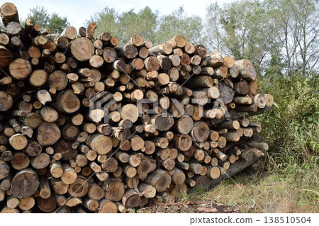 切出硬木原木 切出硬木原木 138510504