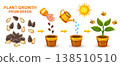 Garden plant growth stage, sunflower herb seeding planting, seed sowing in ground. Houseplant growing development life cycle. Agriculture green seedling cultivation. Grain germination in soil vector 138510510