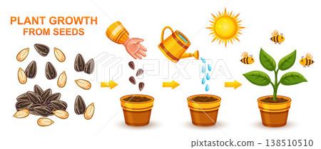 Garden plant growth stage, sunflower herb seeding planting, seed sowing in ground. Houseplant growing development life cycle. Agriculture green seedling cultivation. Grain germination in soil vector Garden plant growth stage, sunflower herb seeding planting, seed sowing in ground. Houseplant growing development life cycle. Agriculture green seedling cultivation. Grain germination in soil vector 138510510