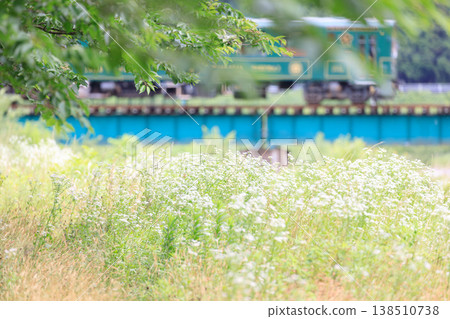 遠處,若狹鐵道的復古柴油動車組駛過,越過八頭川岸邊盛開的飛蓬花。 遠處,若狹鐵道的復古柴油動車組駛過,越過八頭川岸邊盛開的飛蓬花。 138510738