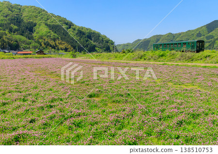 A retro diesel railcar of the Wakasa Railway runs past a field covered in blooming lotus flowers. A retro diesel railcar of the Wakasa Railway runs past a field covered in blooming lotus flowers. 138510753