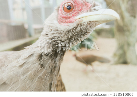 Close-Up of Bird with Red Eye and Detailed Feather Texture 138510805