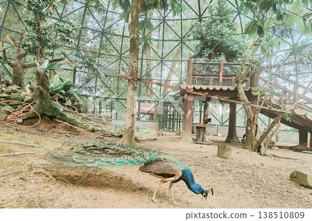 Colorful Peacock Displaying Feather in Natural Habitat Environment Colorful Peacock Displaying Feather in Natural Habitat Environment 138510809