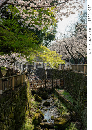 A scene of cherry blossoms in full bloom and fresh greenery; a traditional drum bridge and people enjoying cherry blossom viewing; Otonashi Waterfront Park, Tokyo; Spring in Japan; Sightseeing A scene of cherry blossoms in full bloom and fresh greenery; a traditional drum bridge and people enjoying cherry blossom viewing; Otonashi Waterfront Park, Tokyo; Spring in Japan; Sightseeing 138511055