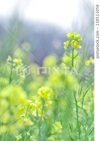 Soft-focus rapeseed flowers, bright light and gentle bokeh, dreamy, vertical orientation. Soft-focus rapeseed flowers, bright light and gentle bokeh, dreamy, vertical orientation. 138511058
