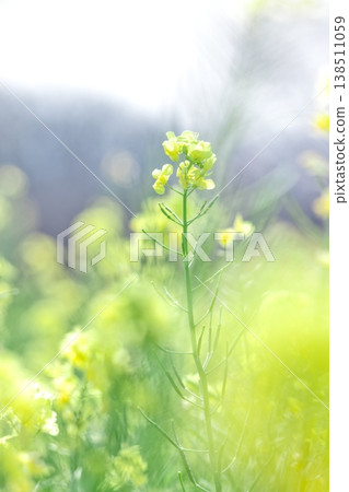 柔焦油菜花,明亮的光線和柔和的散景,夢幻般的垂直構圖。 柔焦油菜花,明亮的光線和柔和的散景,夢幻般的垂直構圖。 138511059