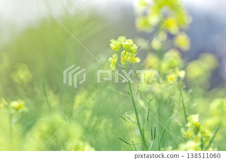柔焦油菜花,黃色花朵,設計背景。 柔焦油菜花,黃色花朵,設計背景。 138511060