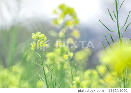 柔焦油菜花，黃色花朵，設計背景。 138511061
