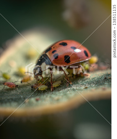 Ladybug beneficial insects garden leaf macro closeup red black spot green aphid predator natural outdoor vibrant 138511135