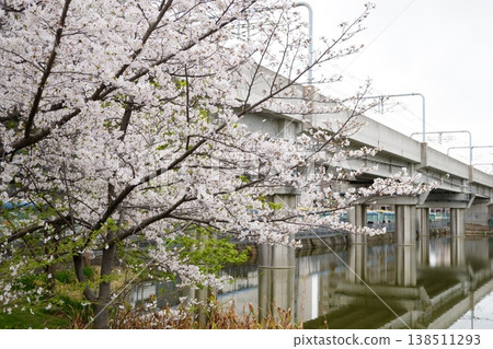 The cherry blossom trees blooming under the railway overpass are beautiful. The cherry blossom trees blooming under the railway overpass are beautiful. 138511293