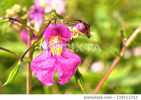 Red flower flowers Red flower flowers 138511352