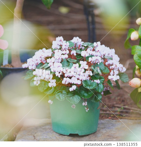 gardening basket planter 138511355