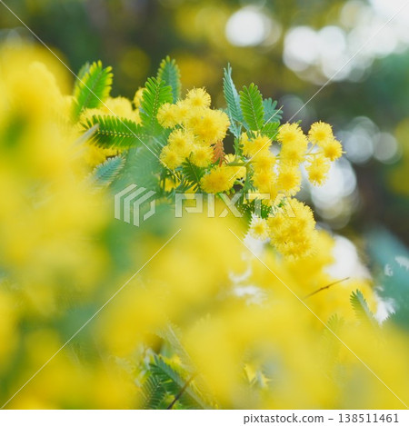 美麗的含羞草 138511461