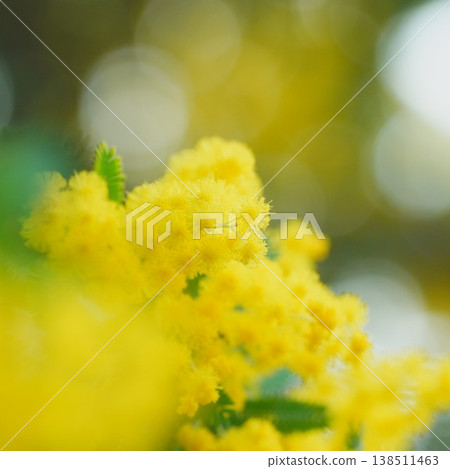 Beautiful Mimosa Beautiful Mimosa 138511463