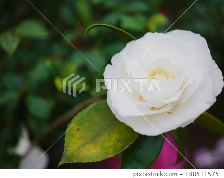 Camellia Camellia 138511575