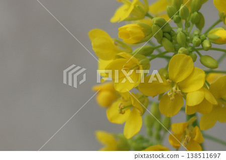 蘿蔔花 蘿蔔花 138511697