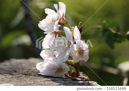 Cherry blossoms blooming from a tree stump 138511699