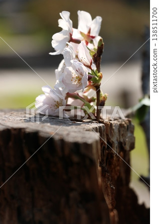 Cherry blossoms blooming from a tree stump Cherry blossoms blooming from a tree stump 138511700