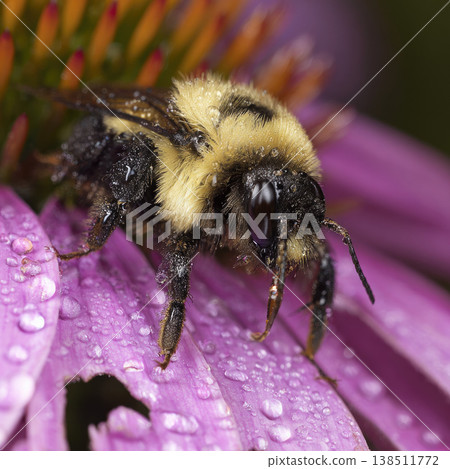 Peaceful bumblebee rests on purple flower covered in water drop after rain aiding native meadow restoration efforts captured in beautiful macro photography highlighting natural ecology Peaceful bumblebee rests on purple flower covered in water drop after rain aiding native meadow restoration efforts captured in beautiful macro photography highlighting natural ecology 138511772