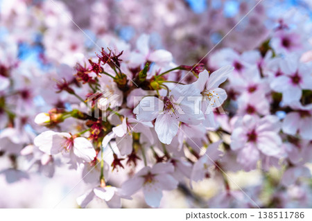 Spring 2026: Cherry blossoms in Saho reach full bloom; the centers of the blossoms begin to turn red (Part 1) Spring 2026: Cherry blossoms in Saho reach full bloom; the centers of the blossoms begin to turn red (Part 1) 138511786