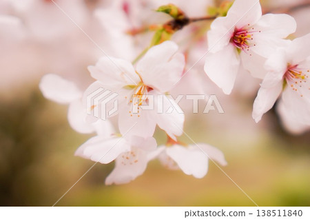 Cherry blossoms closeup Cherry blossoms closeup 138511840