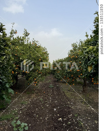 A close-up shot of orange trees in a garden in spring. Orange trees in bloom and with ripe fruit in a citrus orchard. A close-up shot of orange trees in a garden in spring. Orange trees in bloom and with ripe fruit in a citrus orchard. 138511850