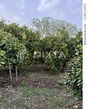 A close-up shot of orange trees in a garden in spring. Orange trees in bloom and with ripe fruit in a citrus orchard. 138511853