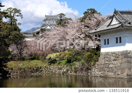 櫻花與城堡天守閣：神奈川縣小田原市小田原城 138511918