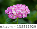 繡球花，粉紅色的花，雨季，初夏，標題中有“尊敬的先生/女士”。 138511929