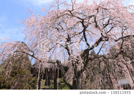 今年它們又盛開了。 今年它們又盛開了。 138511935
