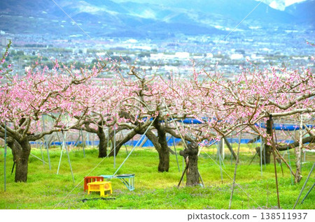 Flower peach Flower peach 138511937