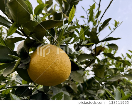 Close-up of a grapefruit tree. Citrus tree with juicy grapefruit. Close-up of a grapefruit tree. Citrus tree with juicy grapefruit. 138511965