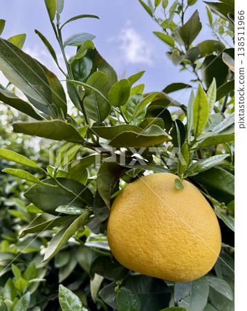 Close-up of a grapefruit tree. Citrus tree with juicy grapefruit. Close-up of a grapefruit tree. Citrus tree with juicy grapefruit. 138511966