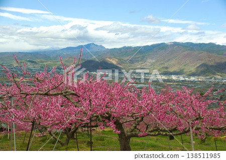 Flower peach Flower peach 138511985