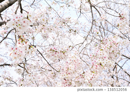 Yoshino cherry tree in full bloom Yoshino cherry tree in full bloom 138512056