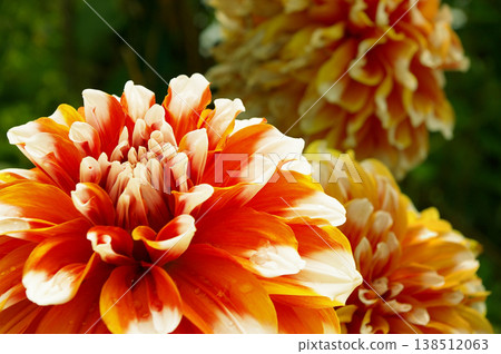 橙色大麗花的特寫，背景清晰可見。 138512063