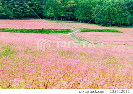 Shinshu Red Buckwheat Village: A Pink Carpet 138512081