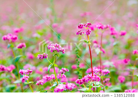 Shinshu Red Buckwheat Village: A Pink Carpet Shinshu Red Buckwheat Village: A Pink Carpet 138512088