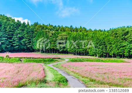 Shinshu Red Buckwheat Village: A Pink Carpet Shinshu Red Buckwheat Village: A Pink Carpet 138512089