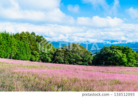 Shinshu Red Buckwheat Village: A Pink Carpet 138512093