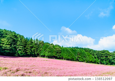 Shinshu Red Buckwheat Village: A Pink Carpet Shinshu Red Buckwheat Village: A Pink Carpet 138512097
