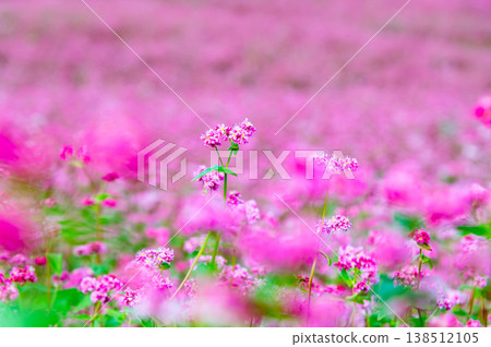 Shinshu Red Buckwheat Village: A Pink Carpet Shinshu Red Buckwheat Village: A Pink Carpet 138512105