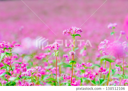 信州紅蕎麥村：一條粉紅色的地毯 138512106