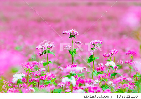 Shinshu Red Buckwheat Village: A Pink Carpet Shinshu Red Buckwheat Village: A Pink Carpet 138512110