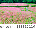 信州紅蕎麥村：一條粉紅色的地毯 138512116