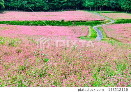 信州紅蕎麥村:一條粉紅色的地毯 信州紅蕎麥村:一條粉紅色的地毯 138512116